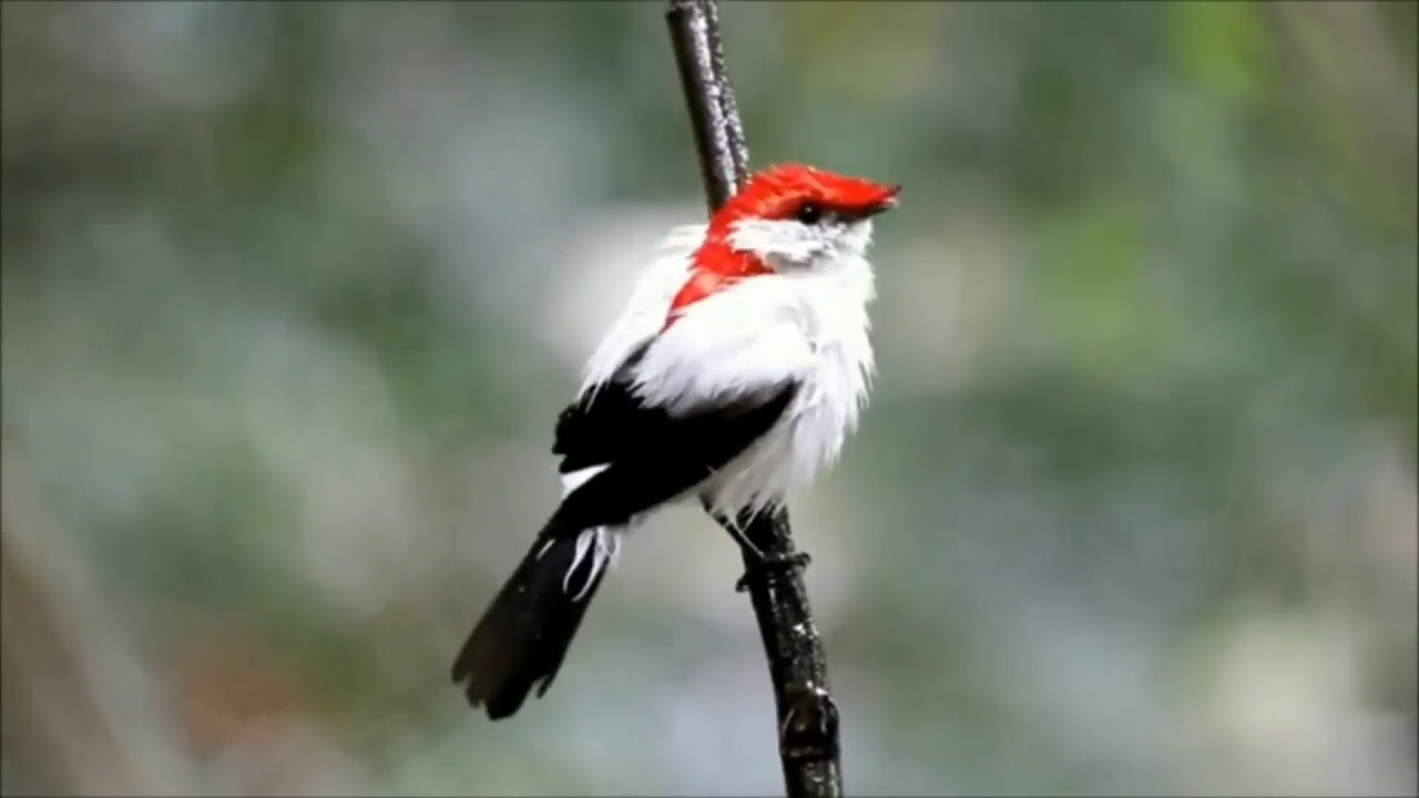 Araripe Mankin, Endangered Species of Brazil  Ryan O'Connell, Sebastian Amico, Mark Johnson