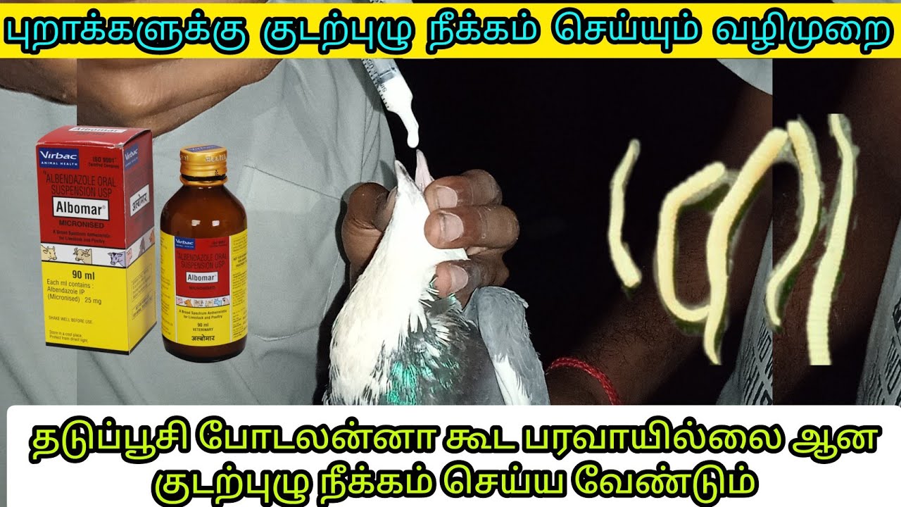 புறாக்களுக்கு குடற்புழு நீக்கம் செய்வது எப்படி ? | Deworming for pigeon in tamil |