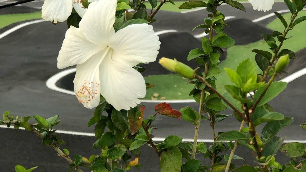 Прямая трансляция 7 ветров / жизнь в таиланде