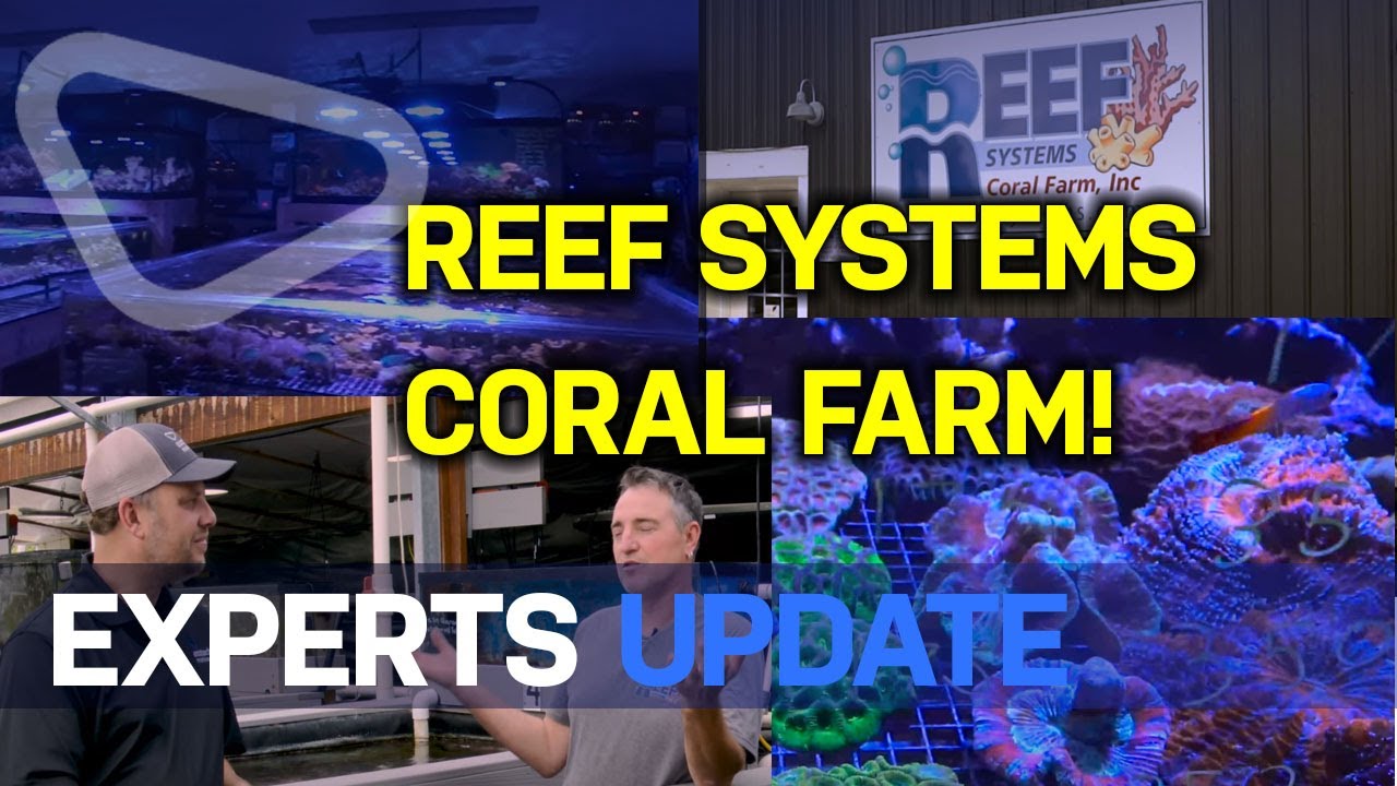 Коралловая ферма Reef Systems — потрясающее шоу кораллов с уличной теплицей и кои!