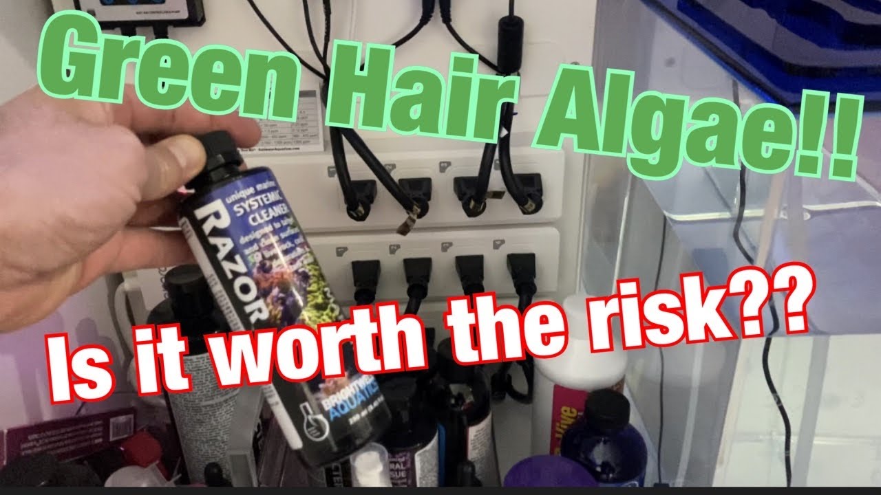 Waterbox AIO Nano Reef Tank Build | Ep. 34 | Dealing With Green Hair Algae