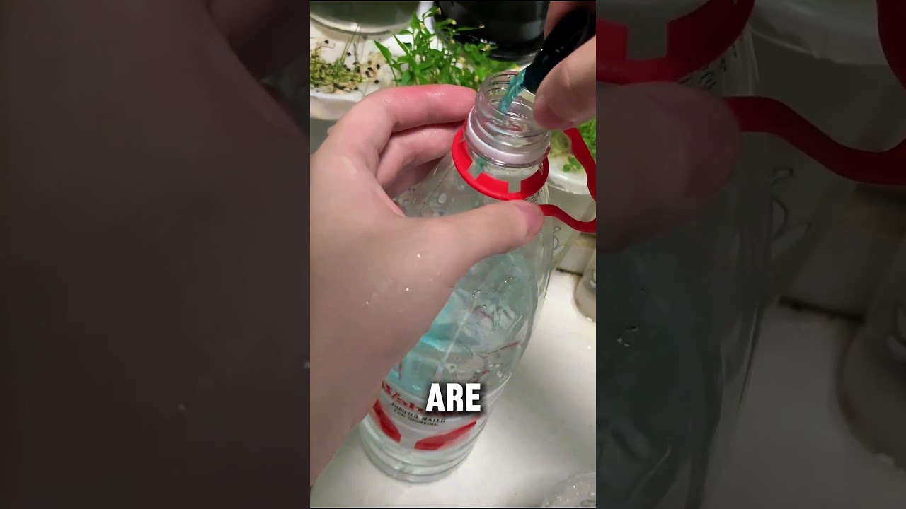 How to Plant Seeds with Water Gel Beads (Orbeez)