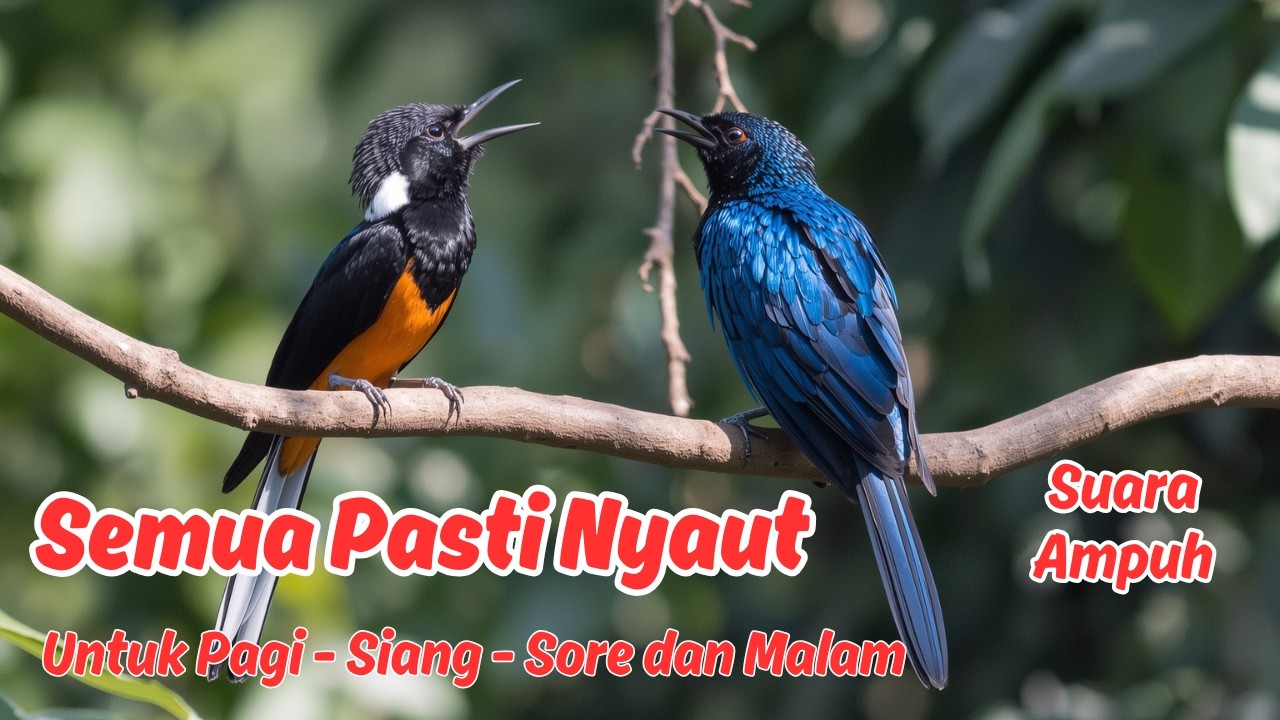 Masteran atau Pancingan Murai Batu Harian Super Jernih, Sekali Putar Langsung Juara