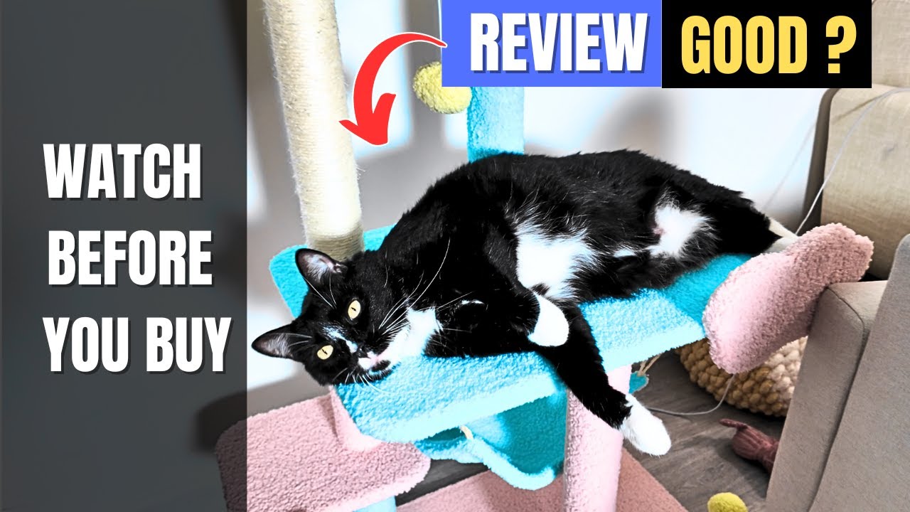 Cat tree for large cats review