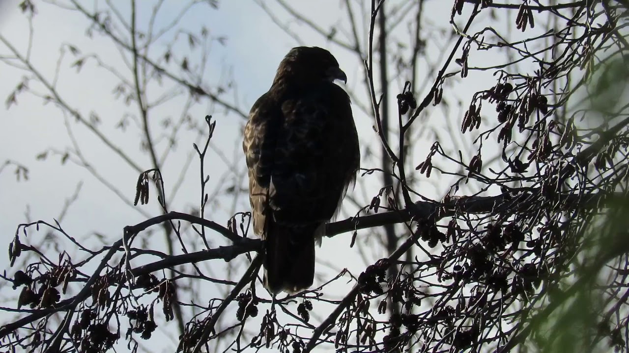 Red tailed hawk screams
