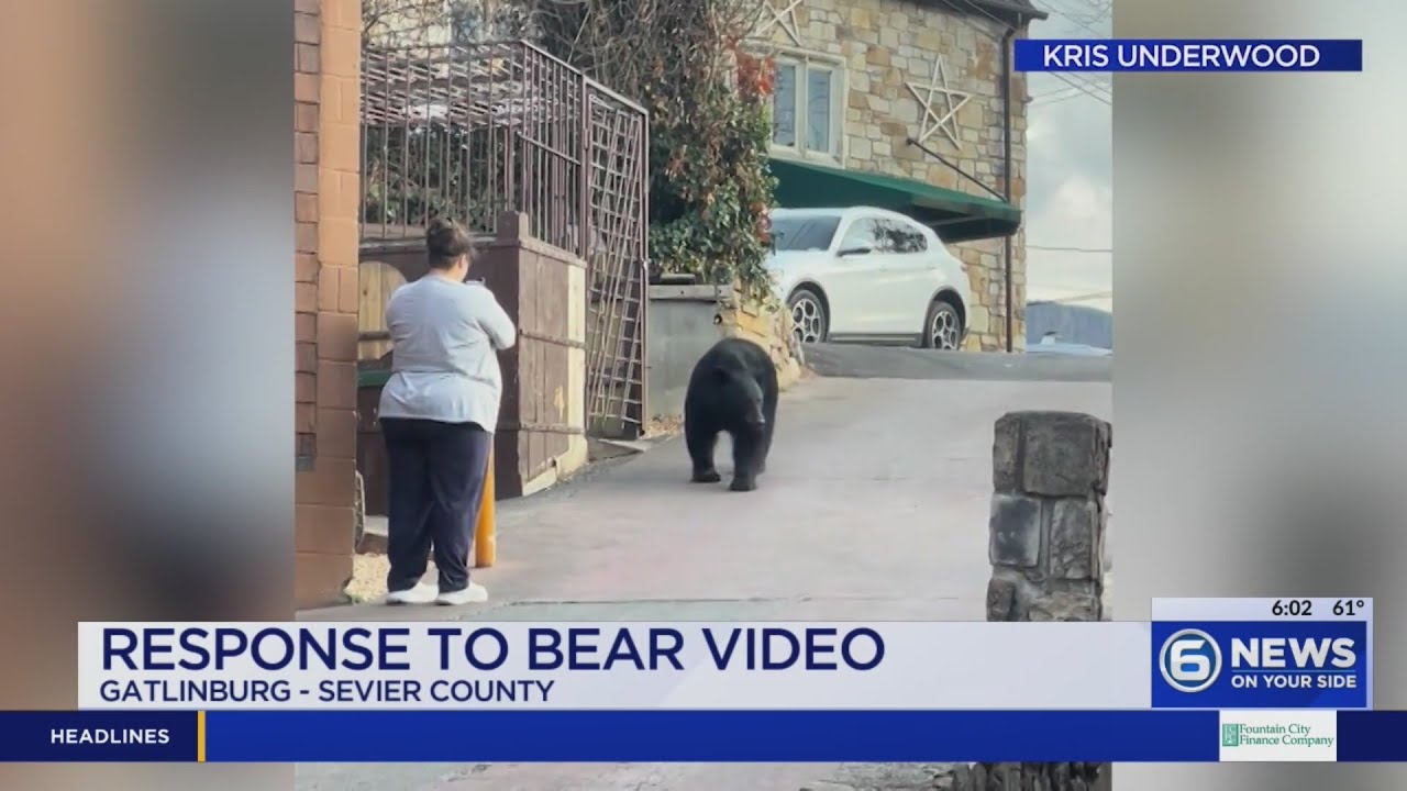TWRA reacts to viral video of bear in Gatlinburg