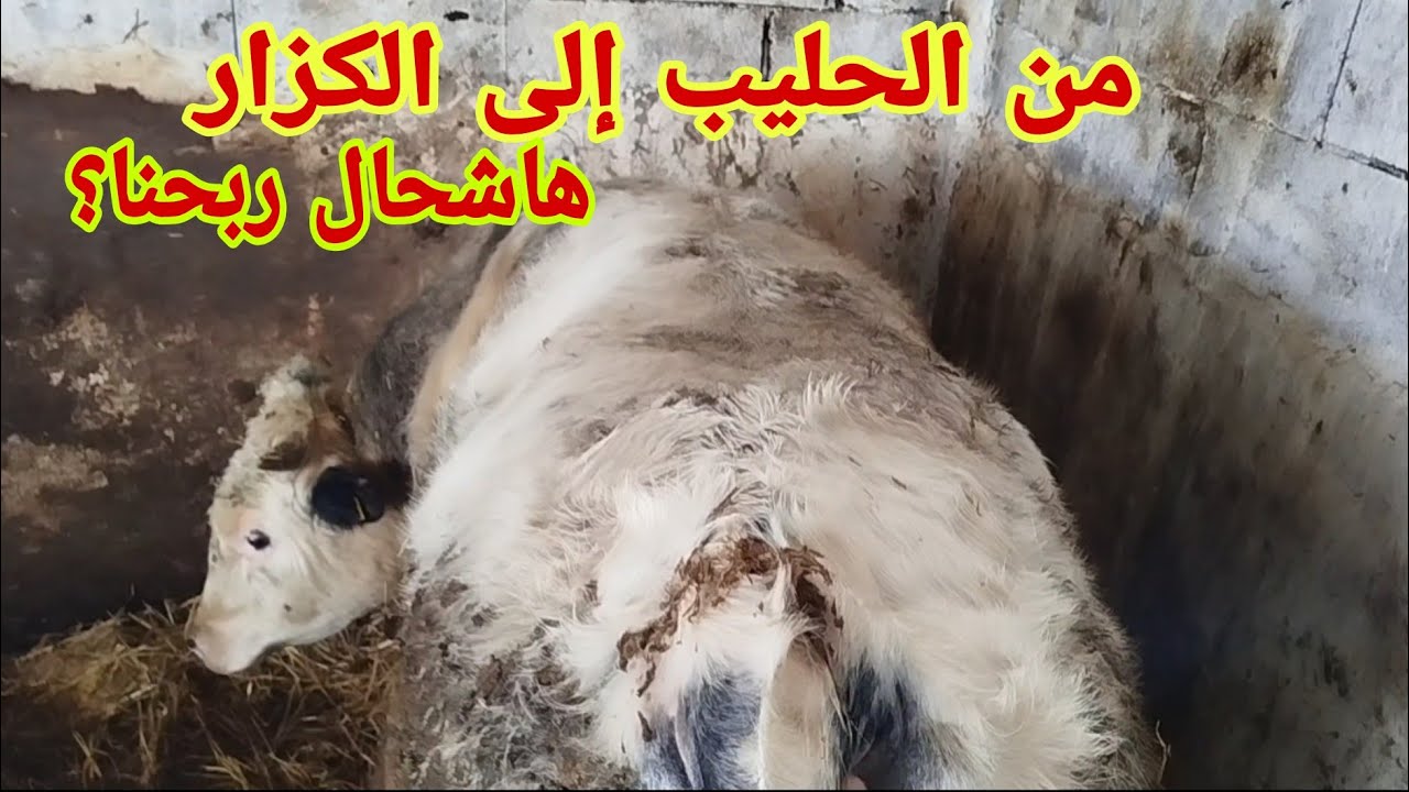 تربية وتسمين العجول تم بيع العجل كزاري ارباح محترمة تبارك الله من الحليب إلى الكزار رمضان كريم 