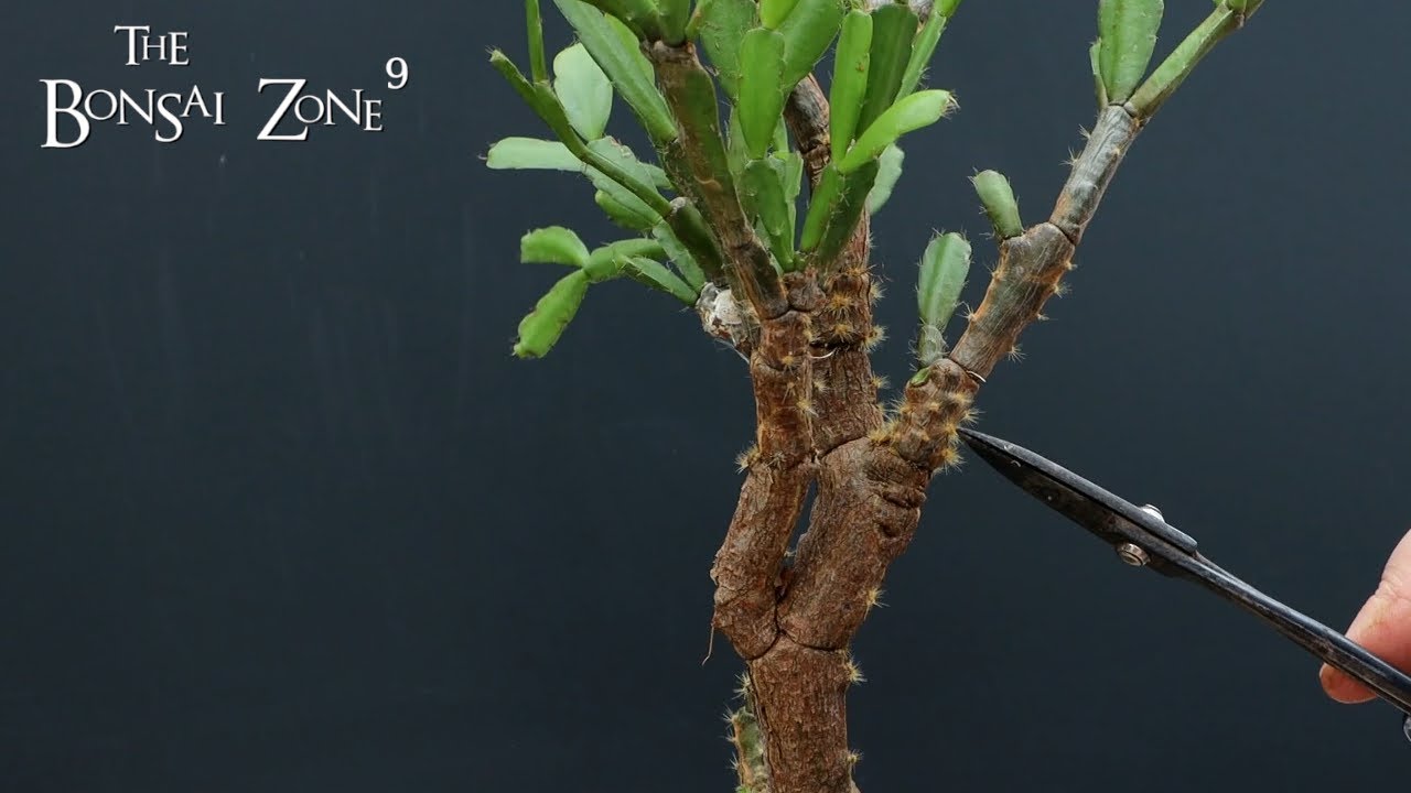 Мой рождественский бонсай из кактуса, The Bonsai Zone, январь 2022 г.