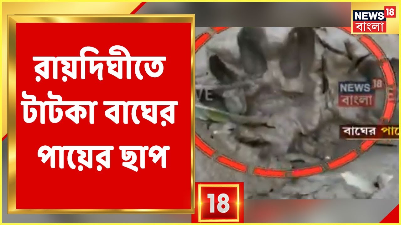Tiger Seen in Raidighi | Raidighi-তে বাঘের আতঙ্ক, নদীর পাড়ে টাটকা বাঘের পায়ের ছাপ | Bangla News
