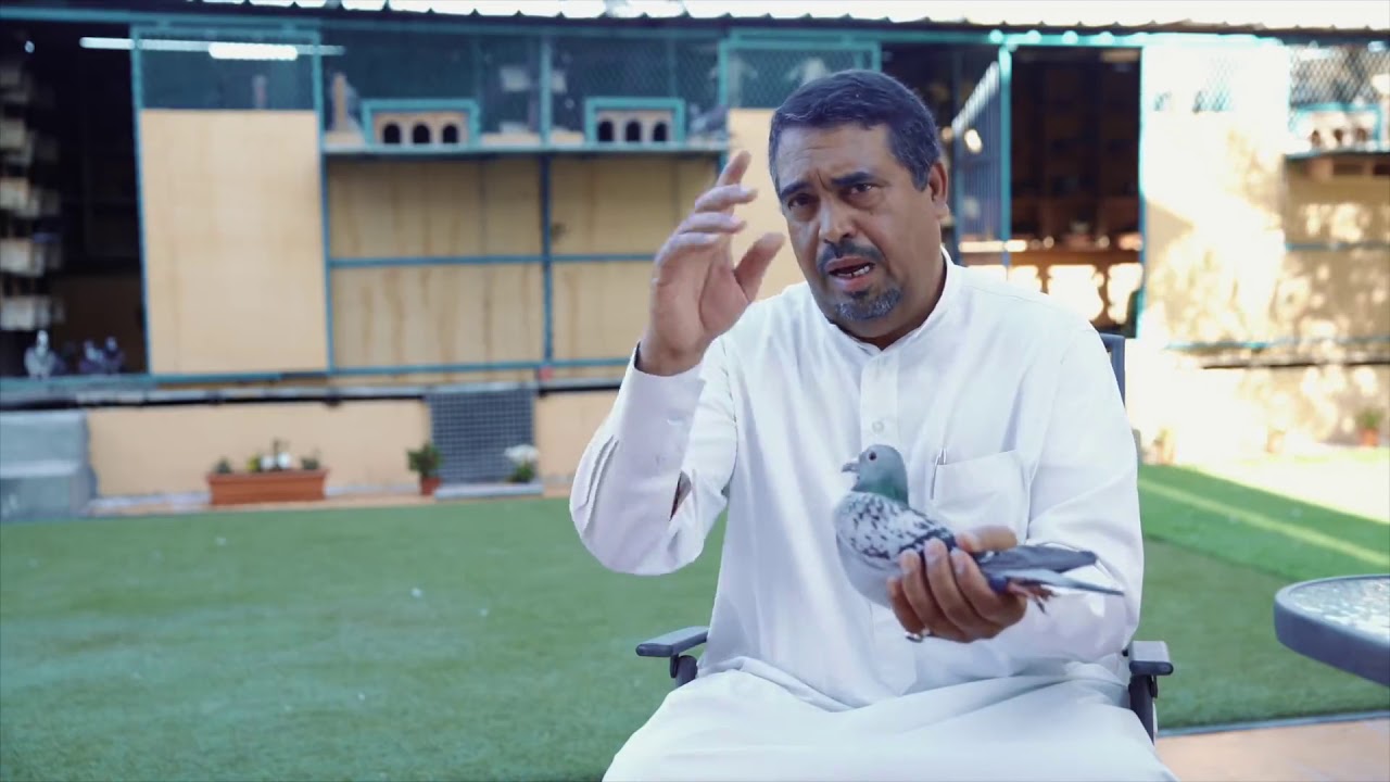 اقوه فلم وثائقي ابطال هوات وا مربي حمام الزاجل في الملكه العربيه السعوديه