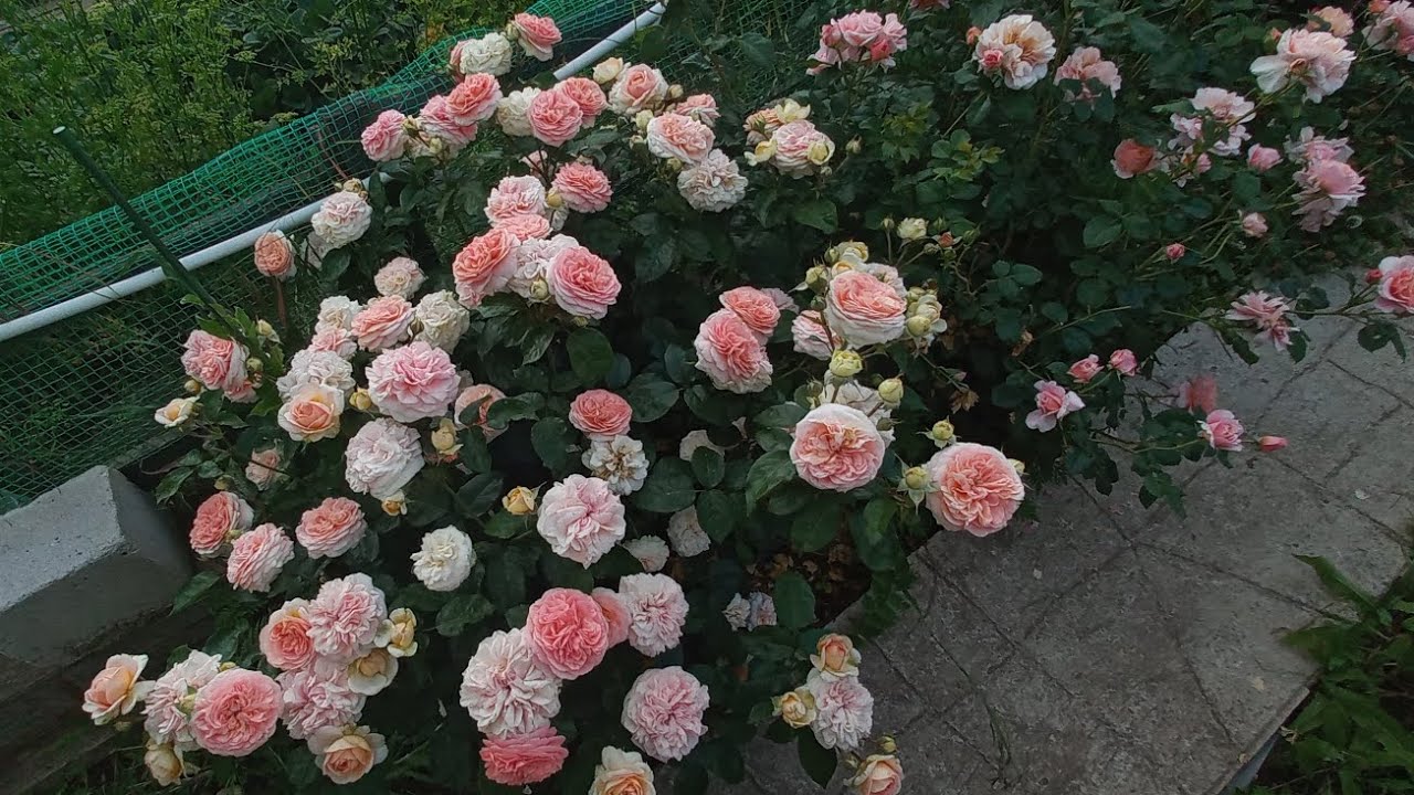 Цветение роз 10.06.25