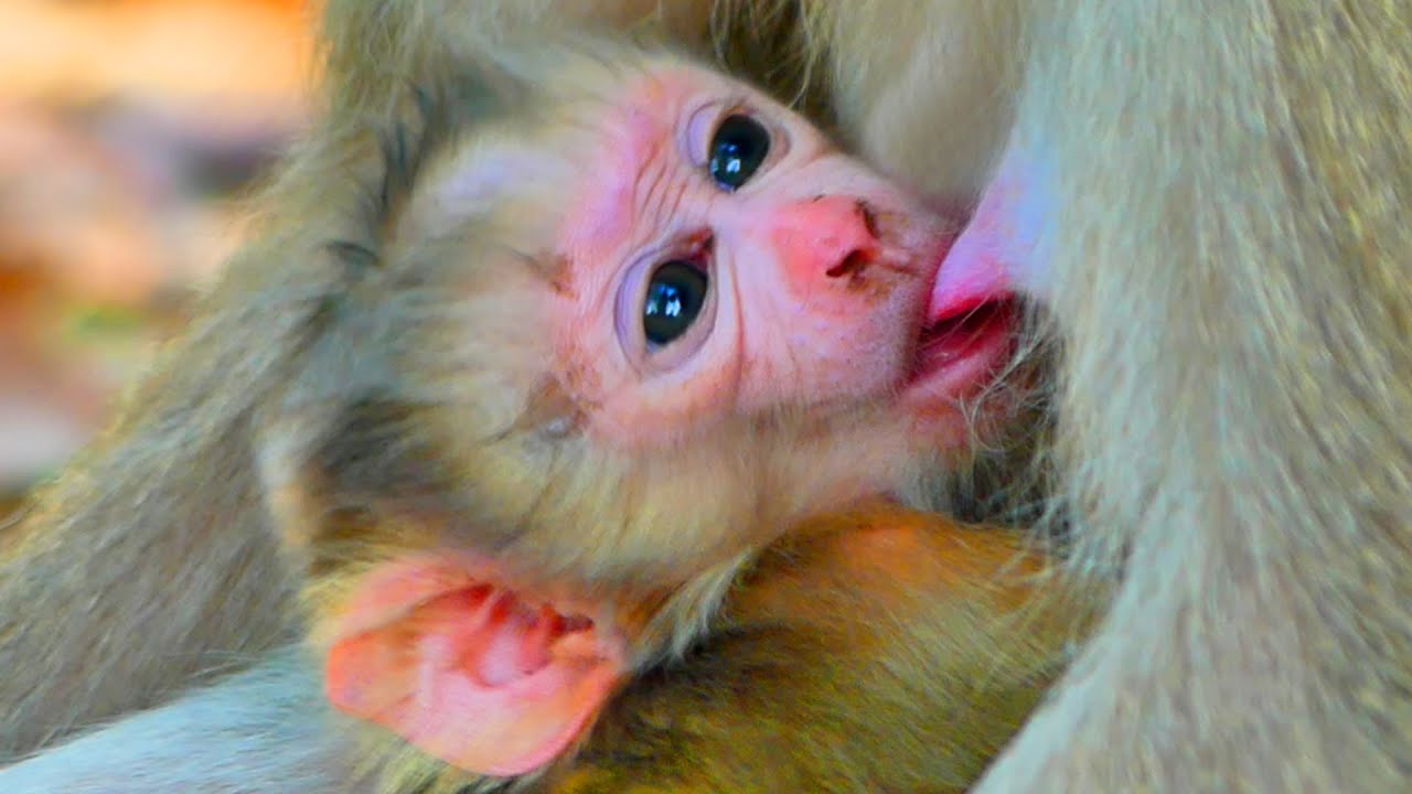 Primate monkey.../Little newborn non-stop drink milk.../Superb life baby.../Nice clip