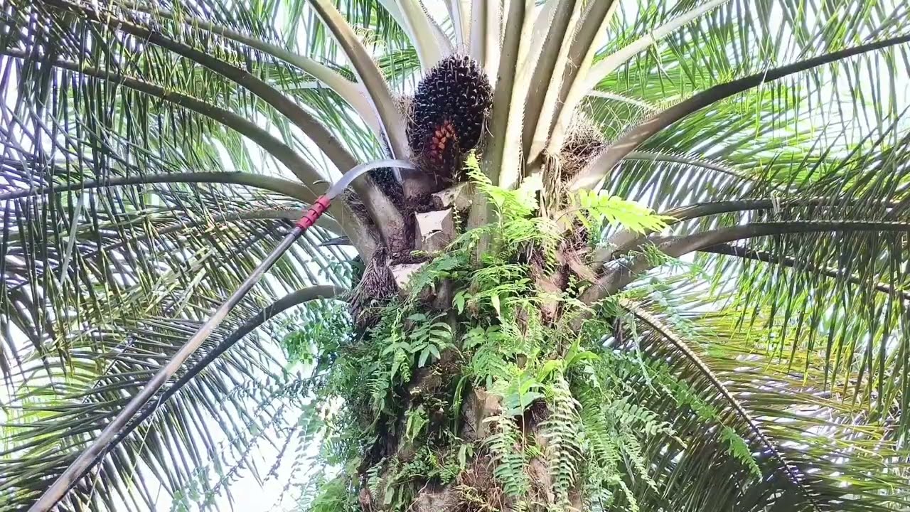 Belajar panen sawit tinggi pakai egrek, buah banyak. #sawit #egreksupertajam #fypシ 