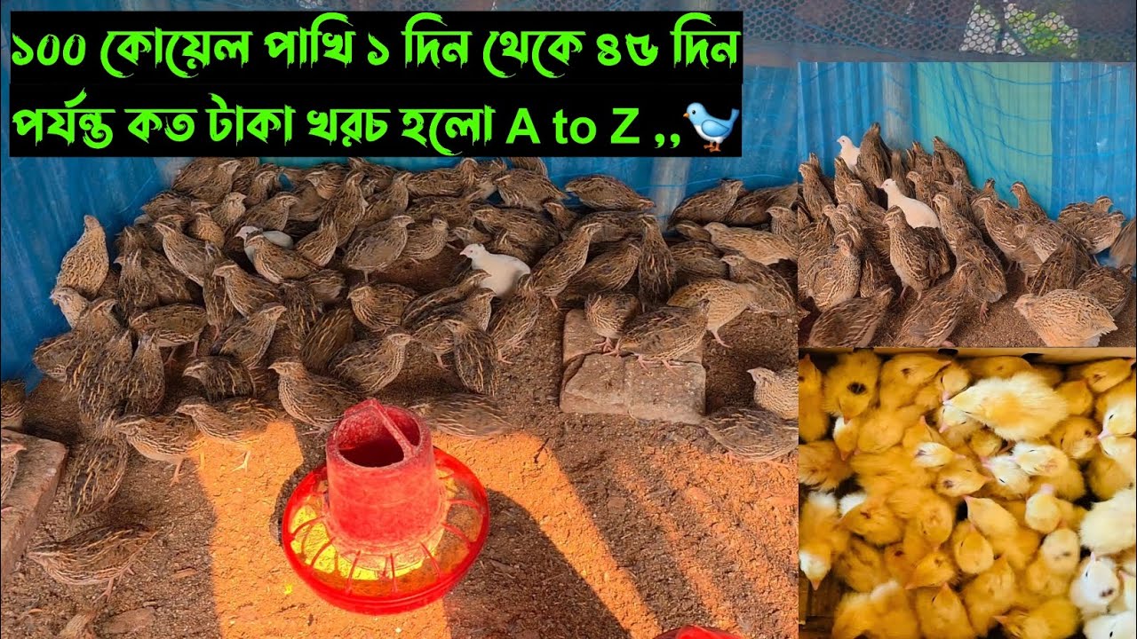 ১০০ কোয়েল পাখি ১ দিন থেকে ৪৫ দিন পর্যন্ত কত টাকা খরচ হলো A to Z ,,🐦