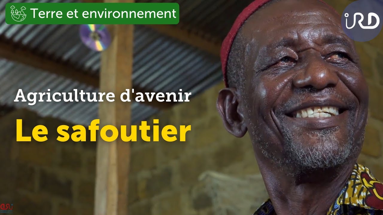 Le safoutier, prune des villes, prune des champs, pour une agriculture d’avenir