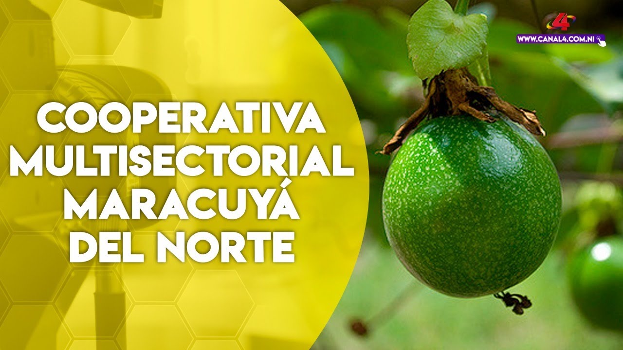 Cooperativa Multisectorial Maracuyá del Norte, trabajando en el fortalecimiento productivo