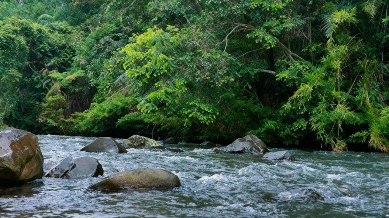 PEACEFUL STREAM SOUNDS - CALMING WATER FOR STUDY, SLEEP AND MEDITATION