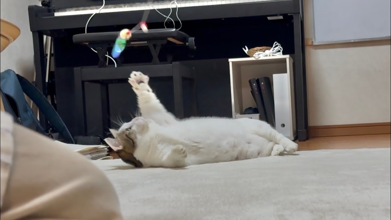 日頃の運動の成果、自信満々で体重測定に臨む猫