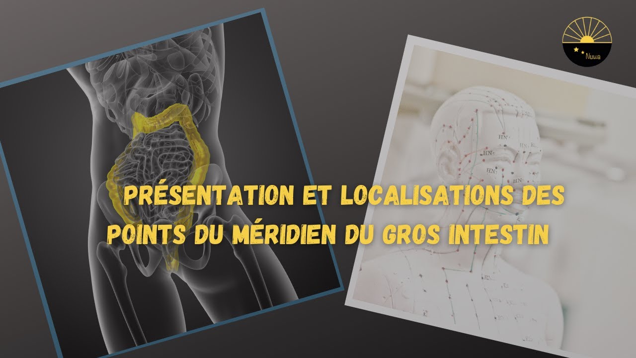 Présentation et localisation des points du méridien du gros intestin