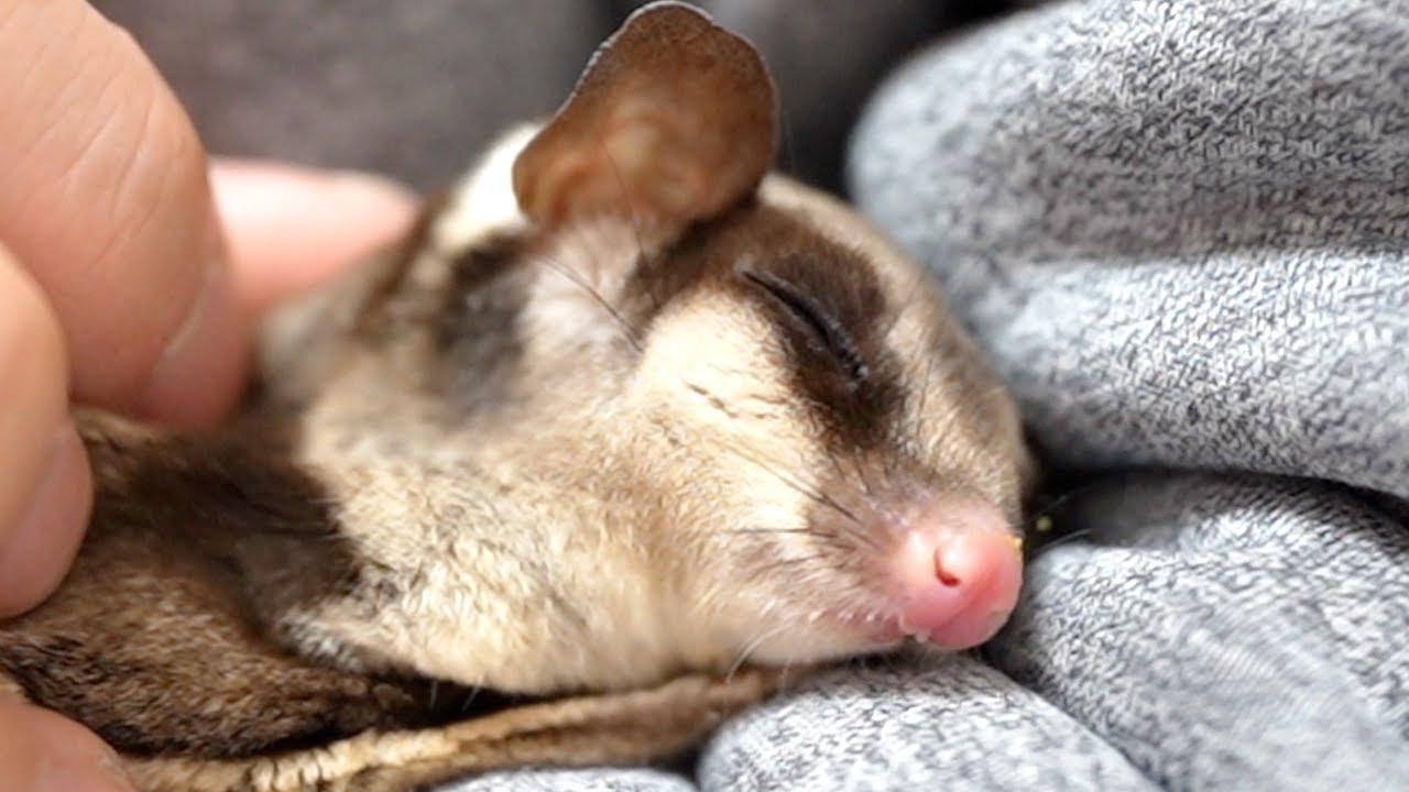 抱っこしないと寝てくれないモモンガがこちら