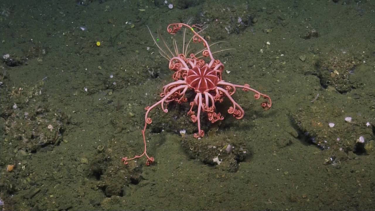 Beautiful Basket Stars | Nautilus Live