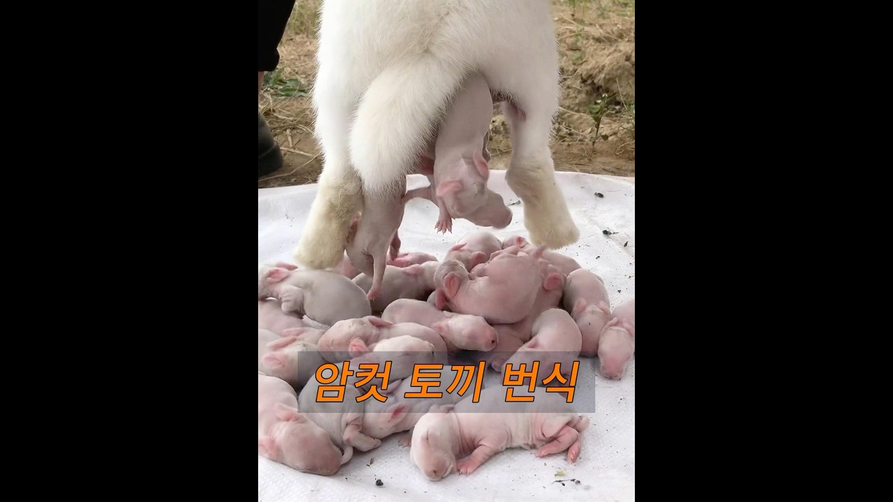 토끼의 번식력은 놀랍습니다.
