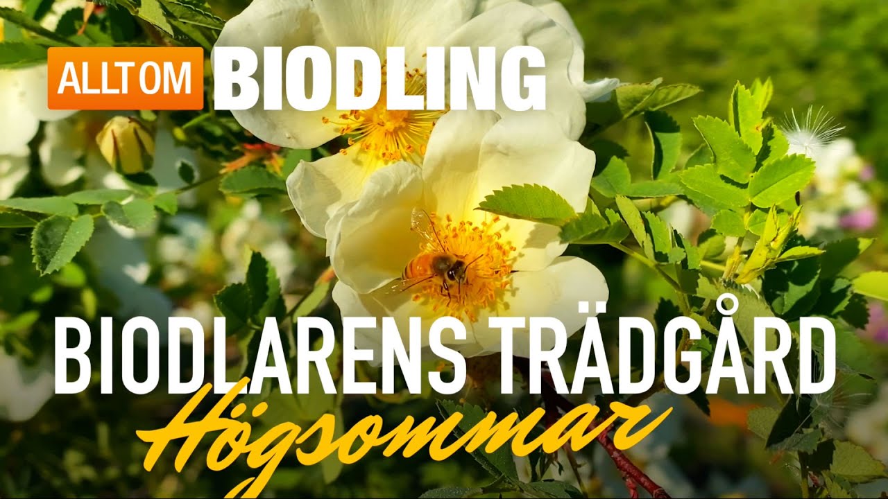 Biodlarens trädgård: Högsommar | Blommor & bin