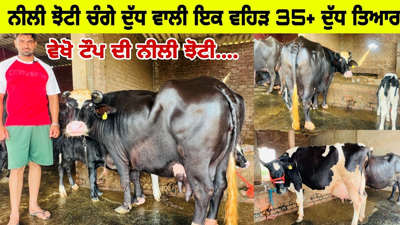ਨੀਲੀ ਝੋਟੀ ਚੰਗੇ ਦੁੱਧ ਵਾਲੀ ਇਕ ਵਹਿੜ 35+ ਦੁੱਧ ਤਿਆਰ ।ਟੌਪ ਦੀ ਨੀਲੀ ਝੋਟੀ ਵਿਕਾਊ। ਪਿੰਡ ਘਰਿਆਲਾ। ਪੱਟੀ