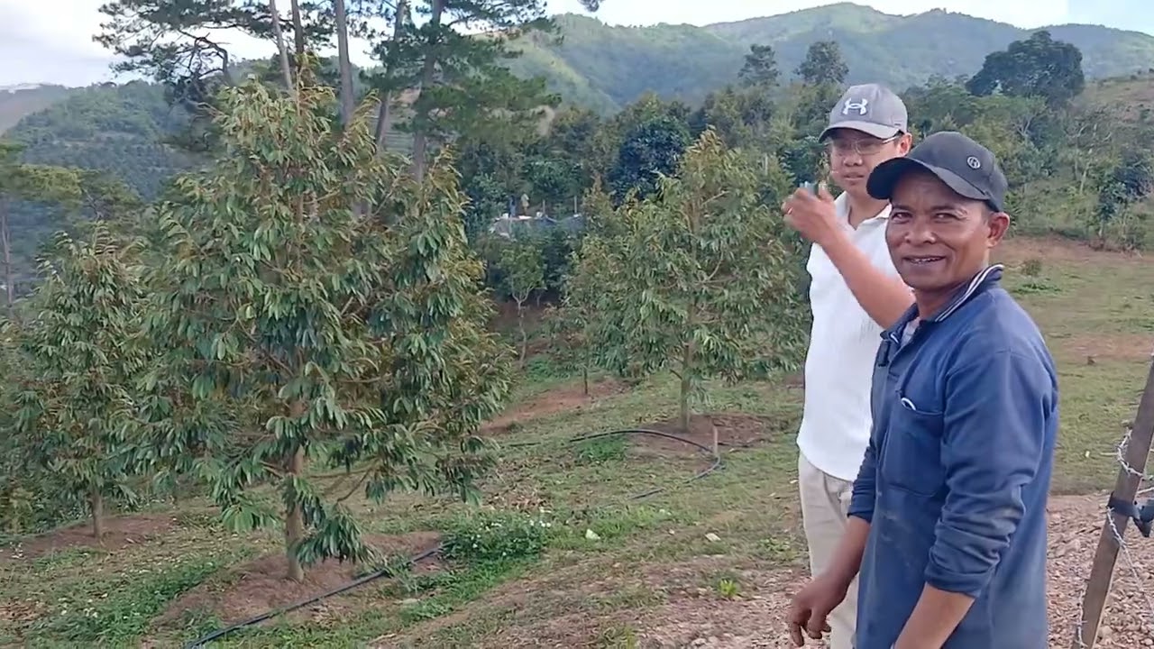 Hành trình tìm nước #côngviệc #saurieng #khanhhoa #gcf #undp 