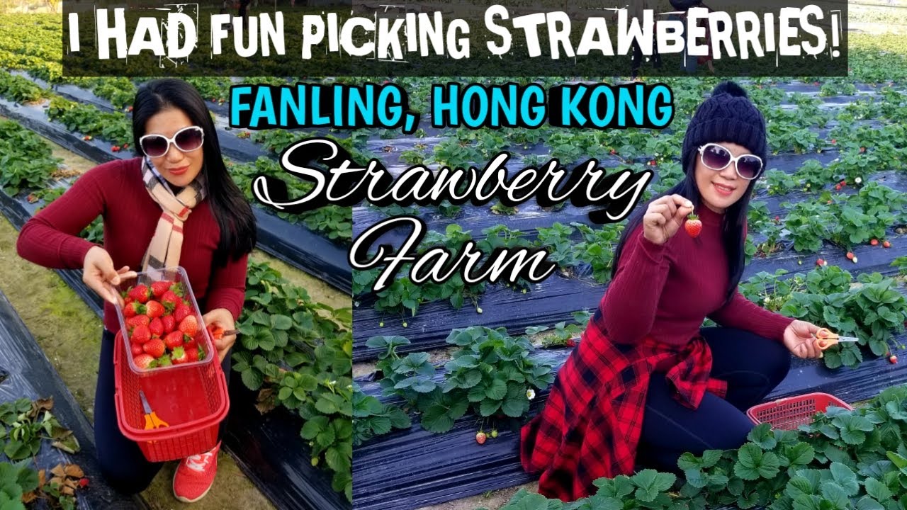 STRAWBERRY FARM in FANLING, HONG KONG | HAVE FUN PICKING STRAWBERRIES! HOW TO GET THERE, HIGHLIGHTS)