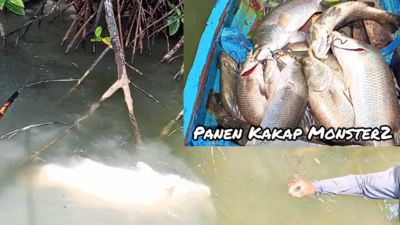 Setrum Ikan Air Asin/Payau Panen Kakap Monster2