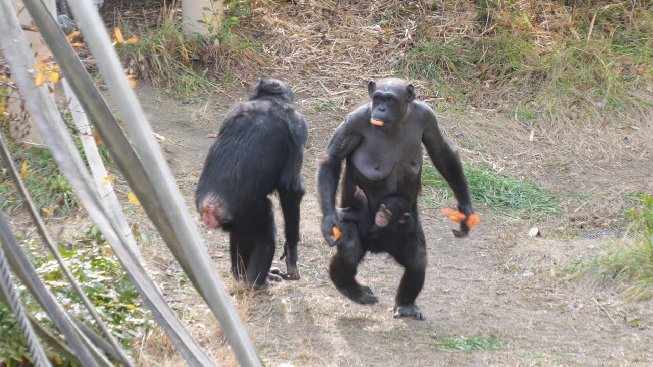 安定の二足歩行のカズミさん　東山動植物園　チンパンジー　202601