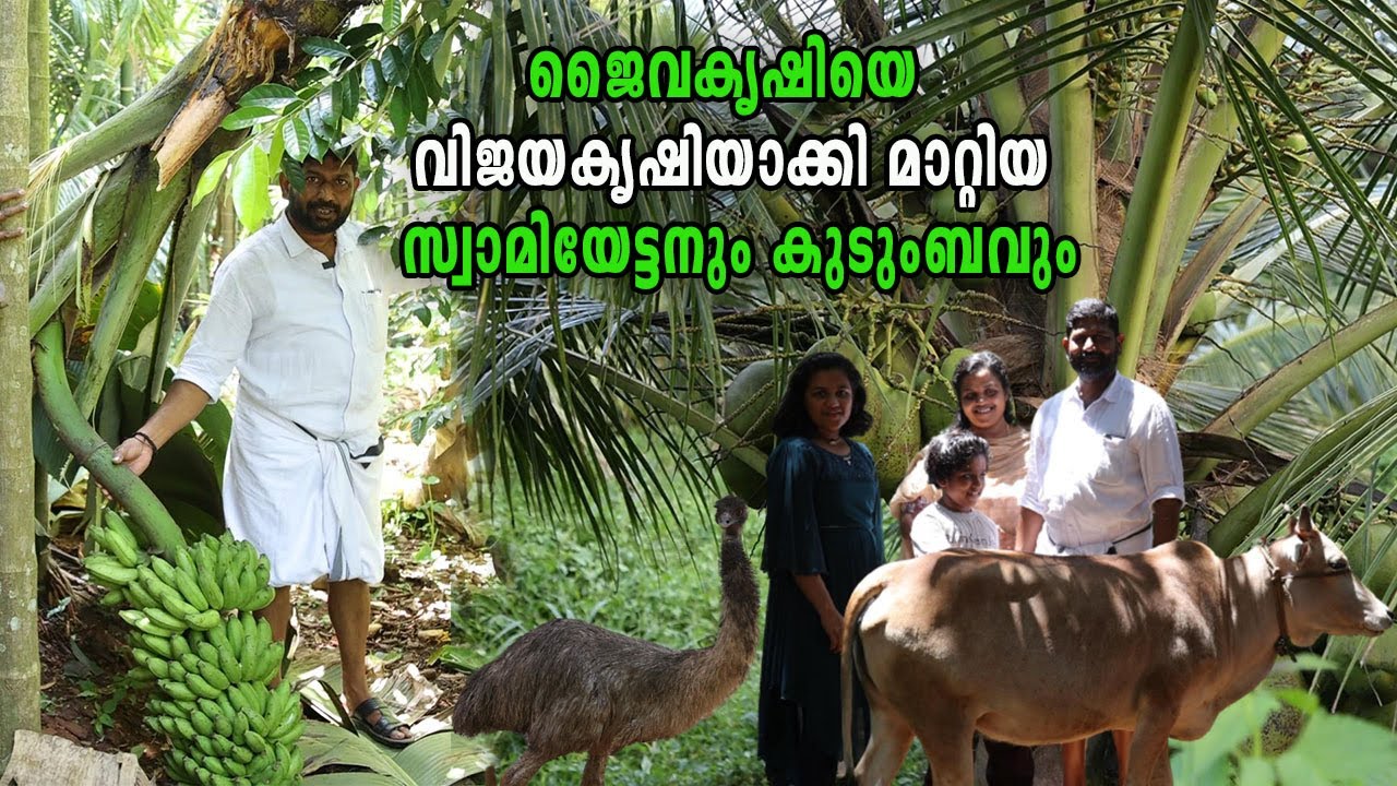 ജൈവകൃഷിയിലൂടെ മികച്ച വിജയം നേടിയ സ്വാമിയേട്ടന്റെ സംയോജിത കൃഷിത്തോട്ടം Organic Farming Success Story