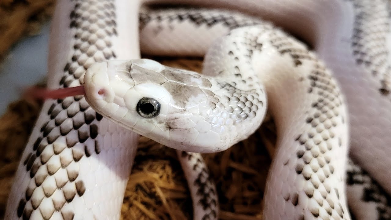 2025 Meet Our Snakes: NA Rat Snakes (part 2)