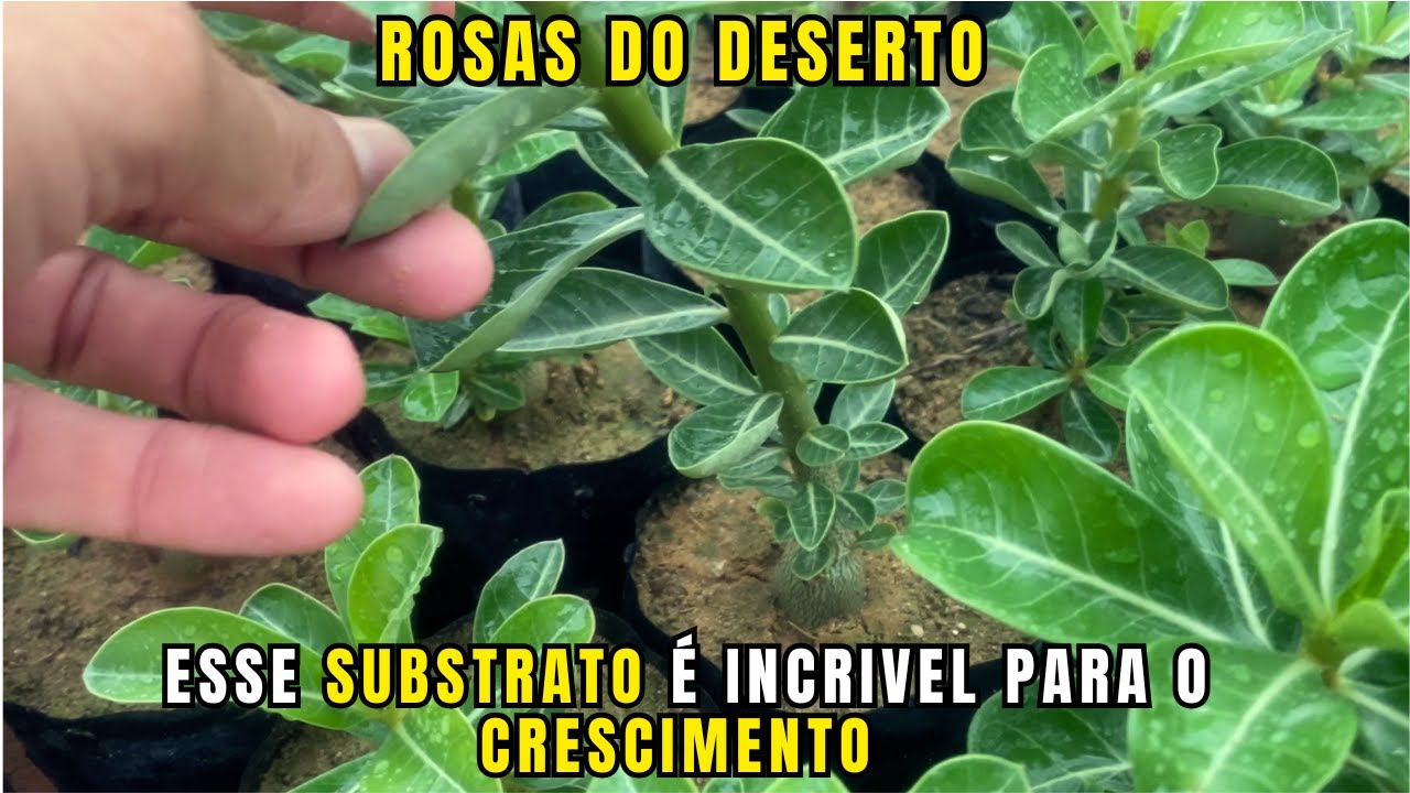 ROSAS DO DESERTO 