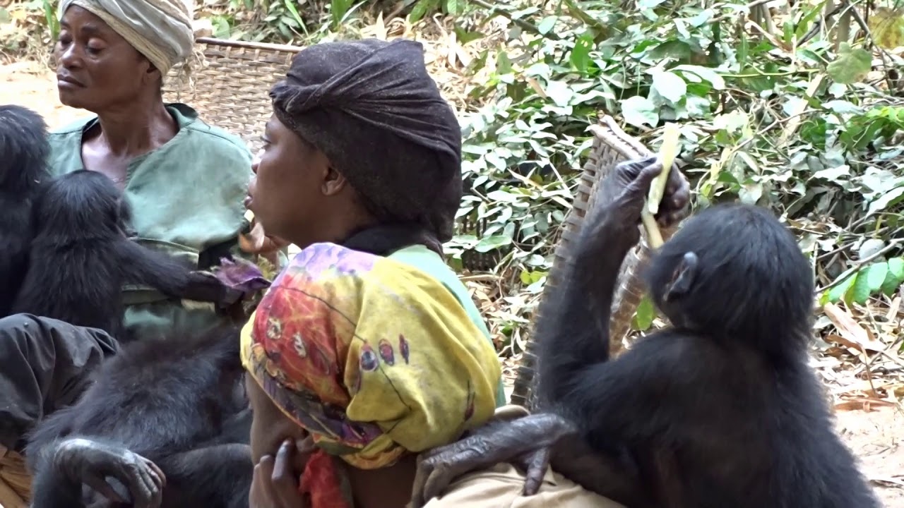 Baby Bonobo Nursery at Lola Ya Bonobo