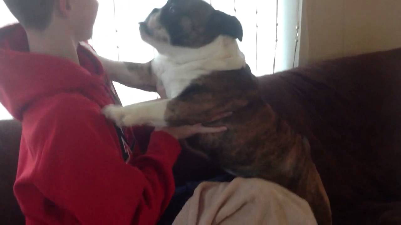 Bulldog loves to give kisses