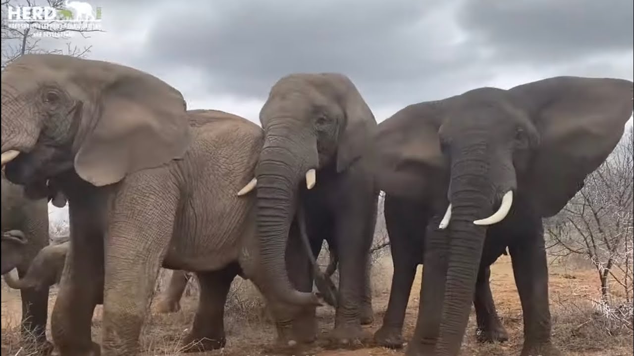 Have You Ever Wondered Why an Elephant Flaps its Ears?