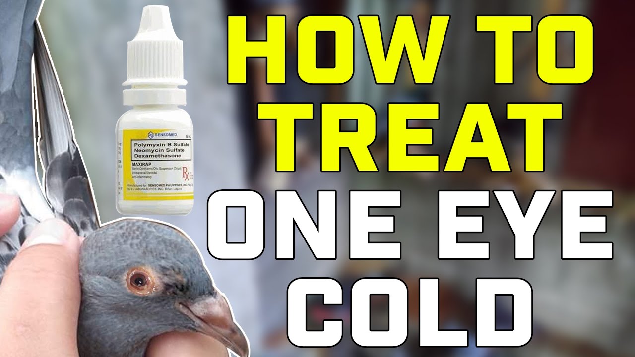 Pigeon Disease - One Eye Cold