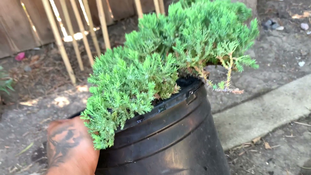 Buddy&rsquo;s outdoor cannabis garden update #8 Real Cali Growin - California outdoor cannabis grow 2021