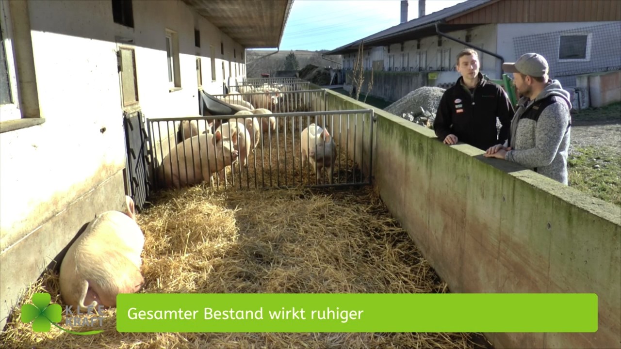 KLEEKRAFT-Luzerne-Klee-Pellets für Ferkelaufzucht