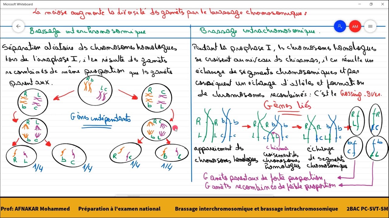 3-Le brassage intrachromosomique et le brassage interchromosomique