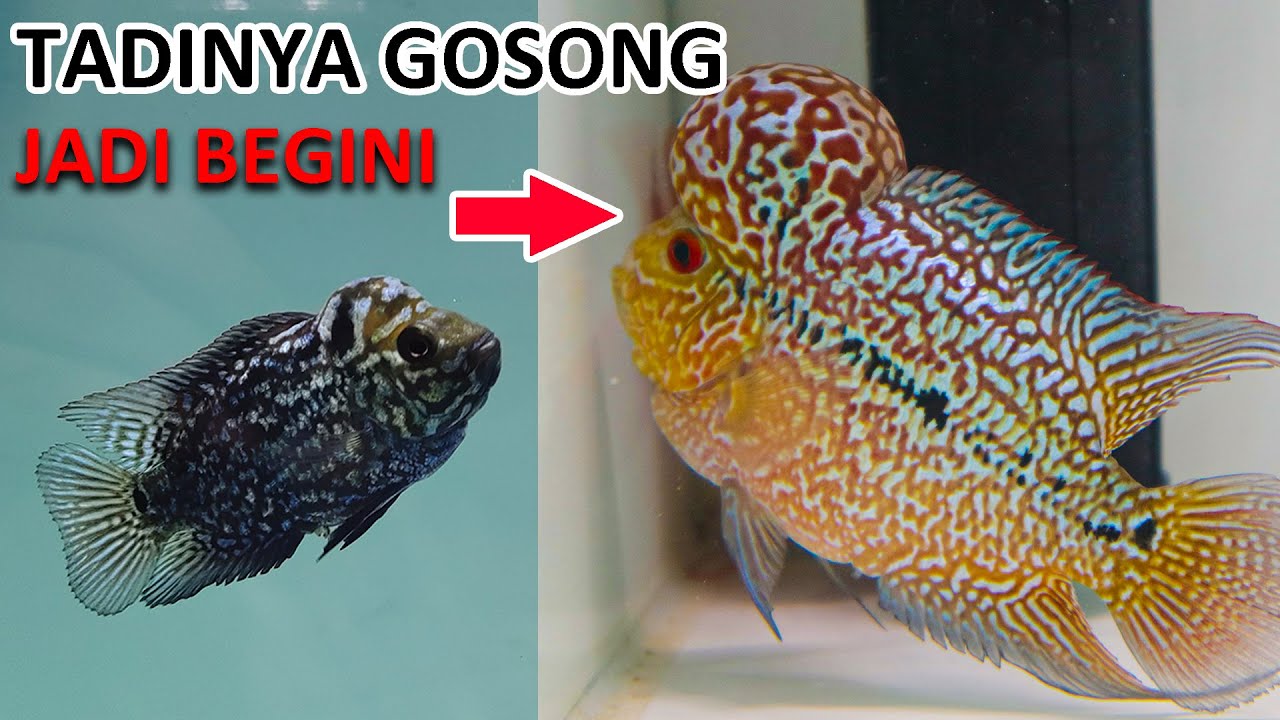 Cara Mengatasi Ikan Louhan Over Protein
