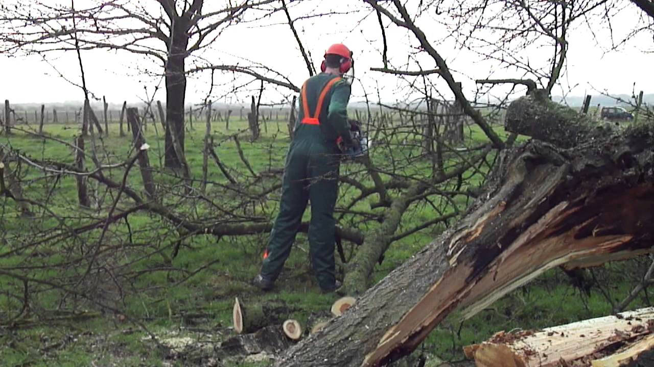 makita dcs 520 logging cherry tree