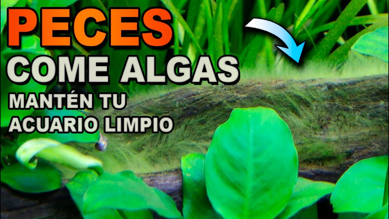 5 + 2 PECES QUE COMEN ALGAS 👉 El equipo de limpieza para tu acuario