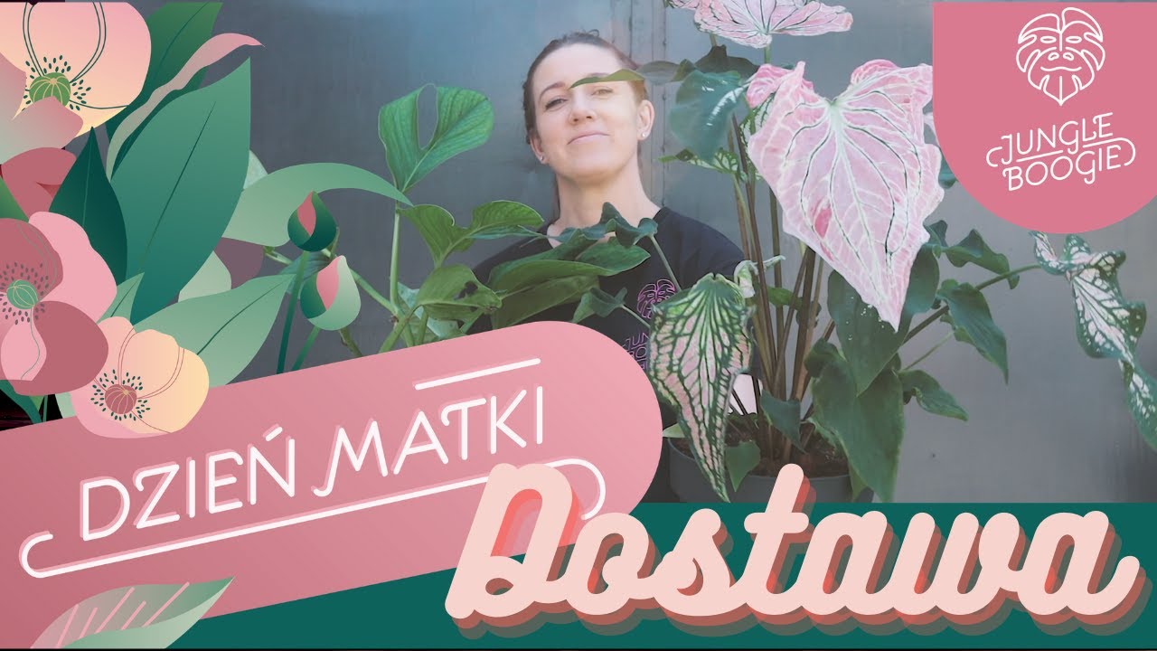 Wielka dostawa roślin na Dzień Mamy oraz rośliny kolekcjonerskie od Jungle Boogie.