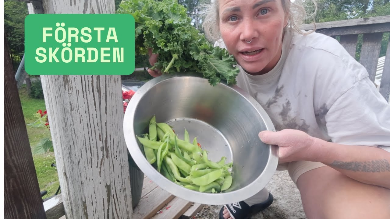 Första Skörden Trots Försummelse! VLOGGAR