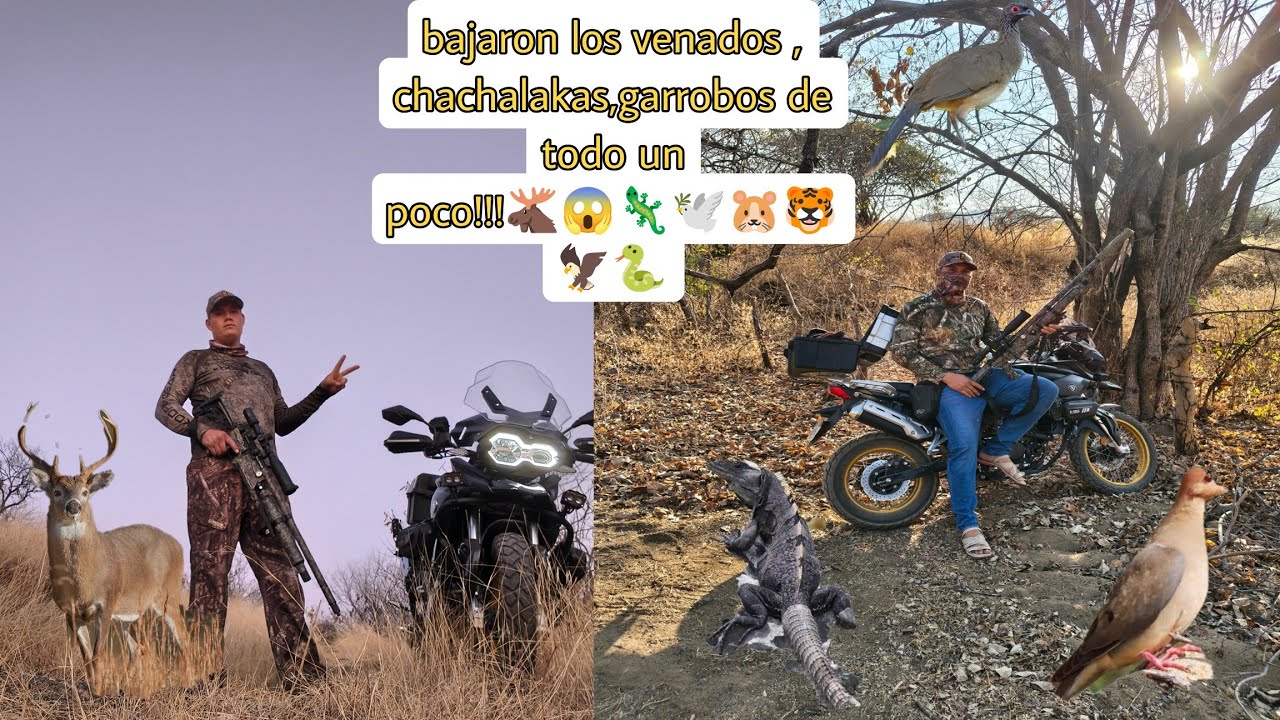 Capturando la fauna de guerrero tierra caliente!!! Bajaron muchos animales 🫎🐯😱