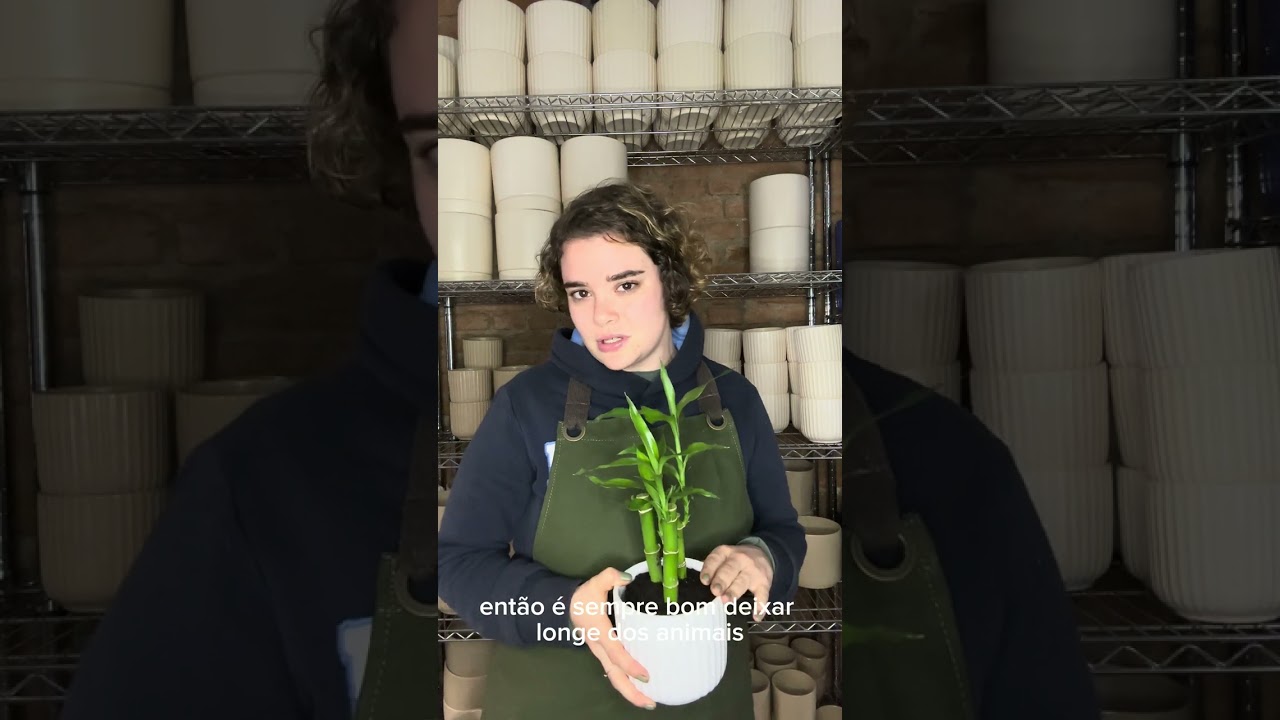 Bióloga Explica: Como cuidar do Bambu-da-Sorte | Nordic Green