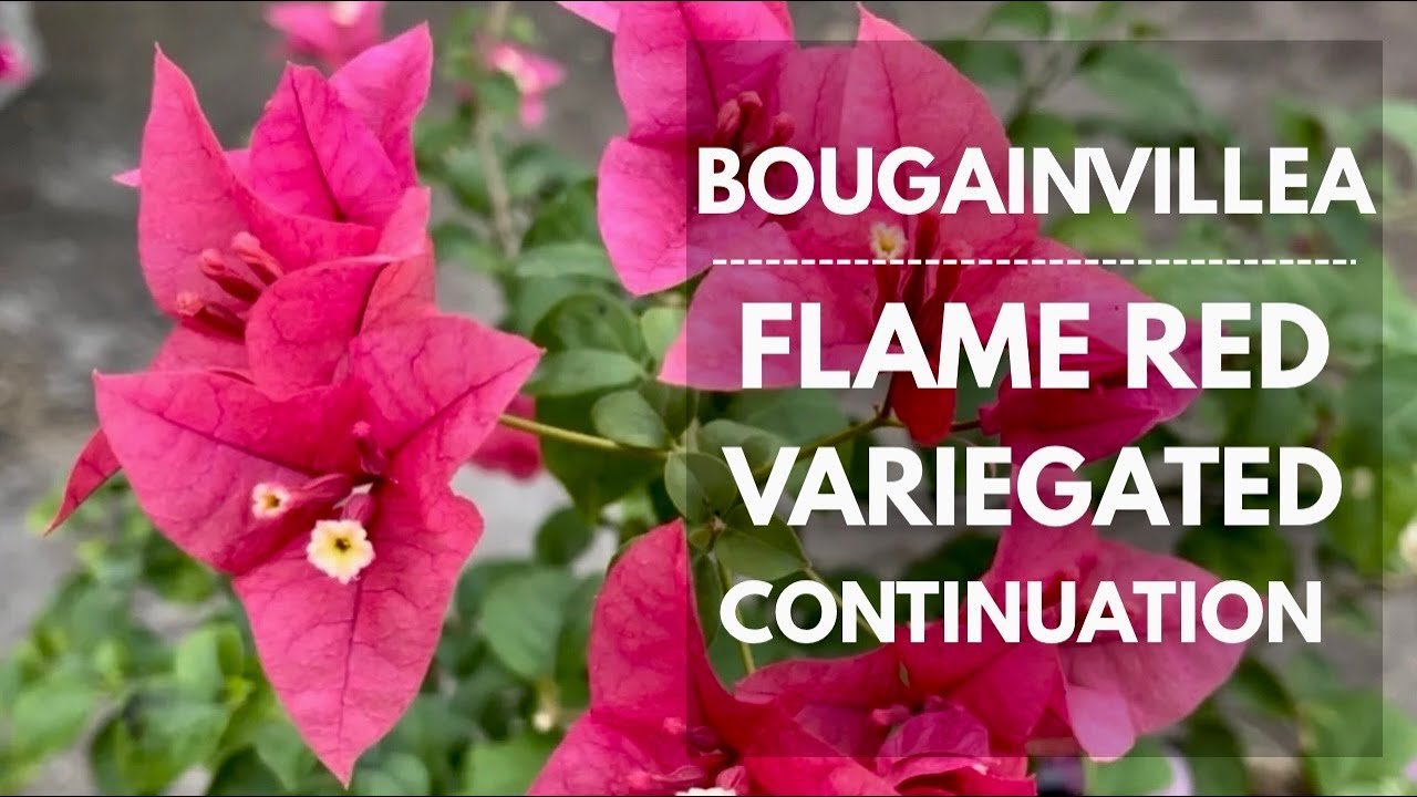 CONTINUATION OF FLAME RED VARIEGATED, GRAFTING, CARE AND TIPS: Mikel Awitan